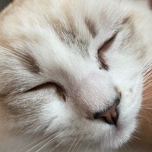 Meet your Posher, Ming